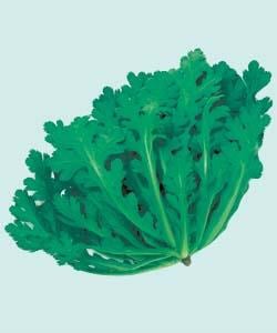 �Ƽ�Ϻ�ʥ��������ġ�