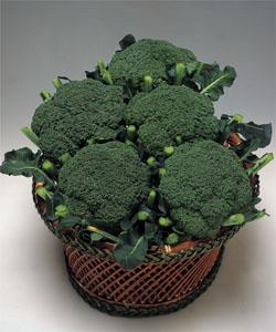 ���꡼��ѥ饽��ʥ��������ġˡ�