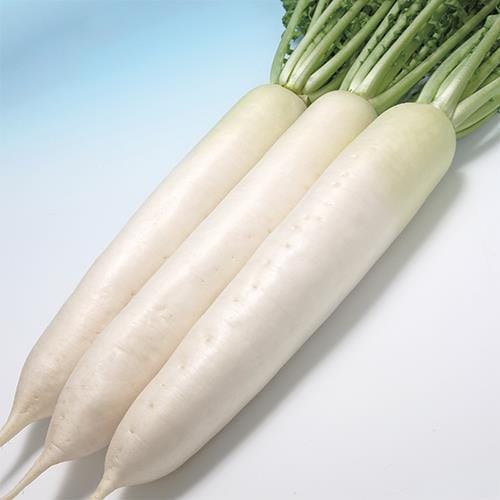 ˭���ʥ��������ߤ��ɡ�