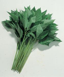 ����إ���ʥ��������ġ�