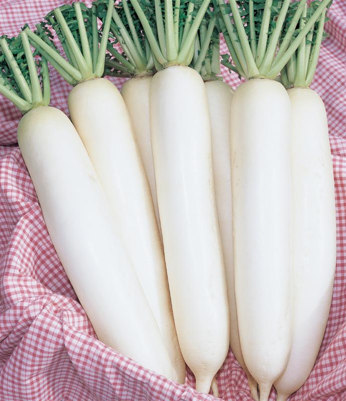 ʥġˡ