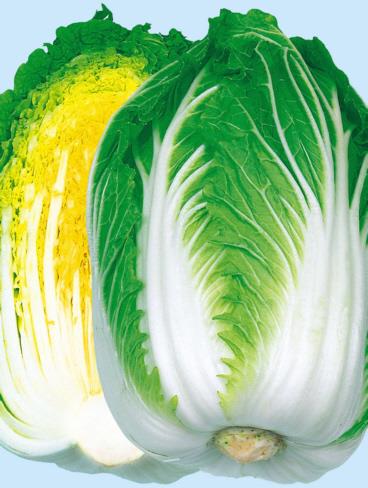 ����̼�������������Ӽҡˡ�