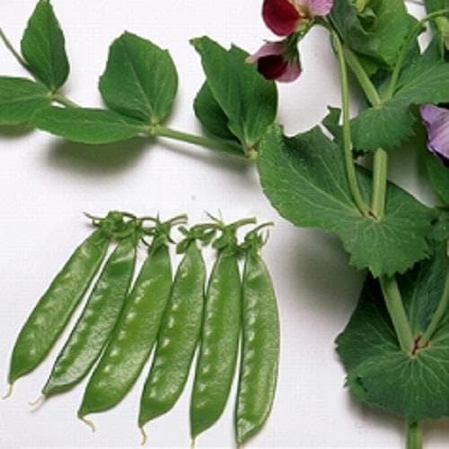 �˥��ʿ������ʥ��������ߤ��ɡ�