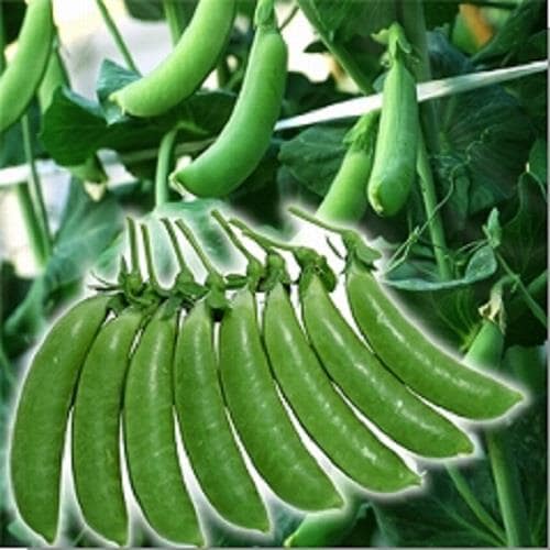 �˥�饵������ʥåסʥ��������ߤ��ɡ�