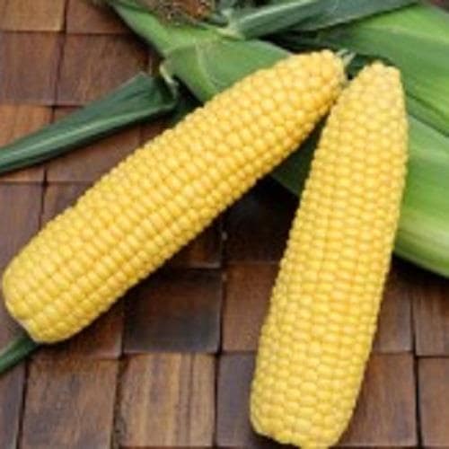 ˡ祳쥪Уϣףţҡʥߤɡ