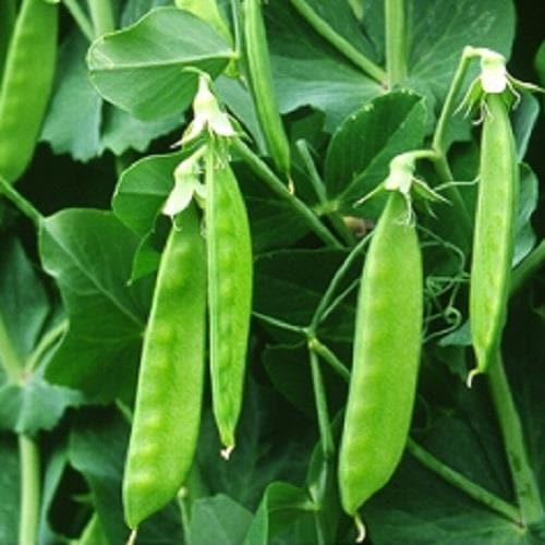 �˥���ֲ֤��̤���ʥ��������ߤ��ɡ�