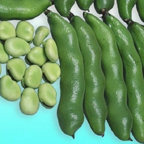 ���������ʥ��������ߤ��ɡ�