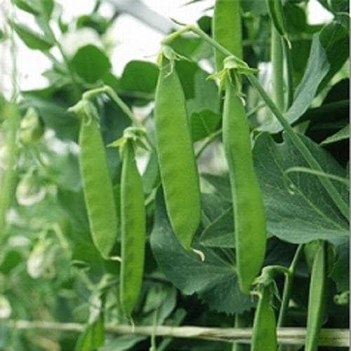 �˥����֤��̤���ʥ��������ߤ��ɡ�