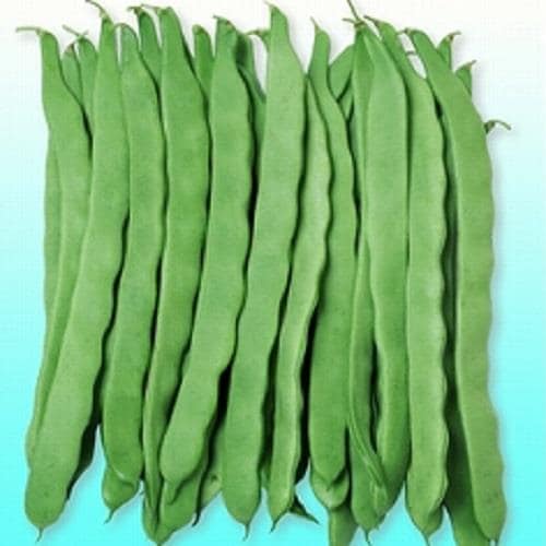 �ӥå��ꥸ���ܡʥ��������ߤ��ɡ�