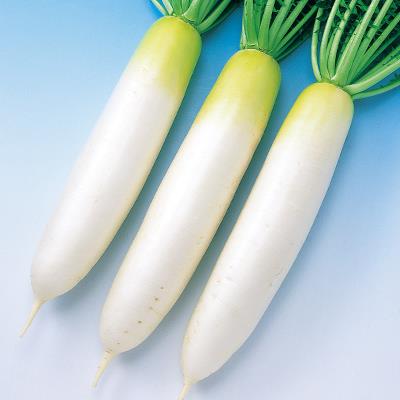 դȤ渶μ