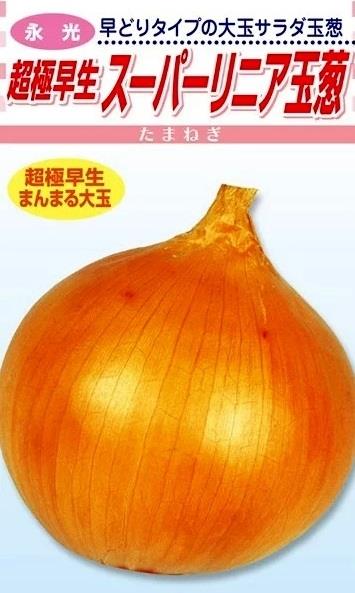 極早生 スーパーリニア （松永種苗） | 野菜の種,根菜,タマネギ