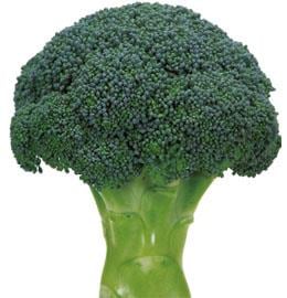 �ե��������ʥ֥��꡼�ɡ�