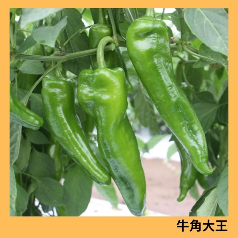 牛角大王（トキタ種苗）＊ | 野菜の種,果菜,シシトウガラシ | アグリブック