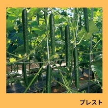 �ץ쥹�ȡʵ�α�Ƹ��������ˡ�