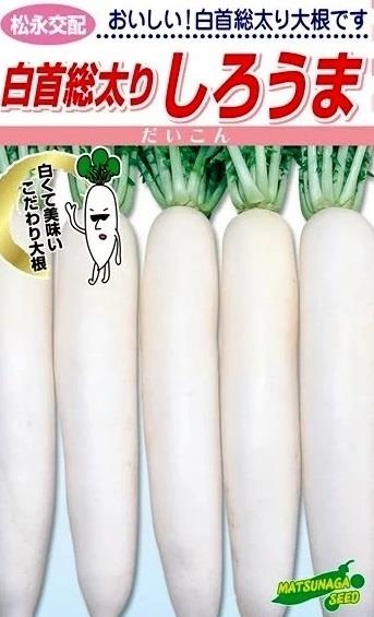 ޡʾʼġˡ