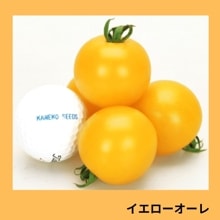 ��������������ʥ��ͥ����ġ�