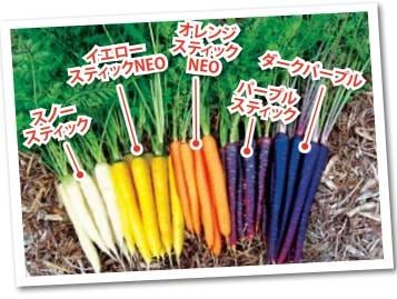 イエロースティックNEO（朝日アグリア）＊ | 野菜の種,根菜,ニンジン