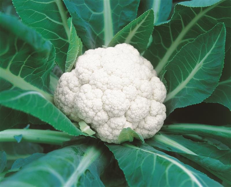 雪うらら 2500粒 カリフラワー 武蔵野交配 雪うらら(MSD-1338)[カリフラワー]\u203b2025年春だね新商品 - e-種や｜国内