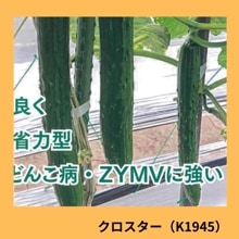 �����������ʣˣ��������ˡʵ�α�Ƹ��������ˡ�