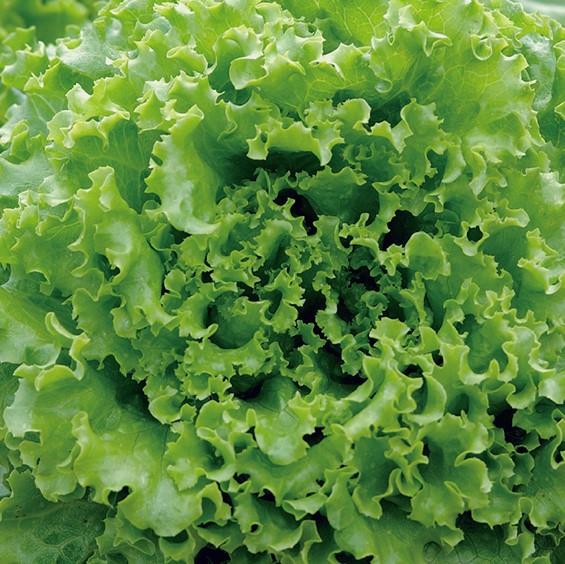 �ӥХ٥�ǥ����꥿���סʥ��󥸥��󥿥���ѥ��