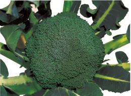 ��Ĥߡʥ֥��꡼�ɡ�