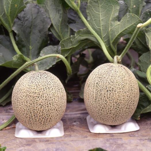キスミー6号（埼玉原種育成会） | 野菜の種,果菜,メロン | アグリブック