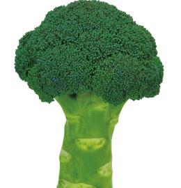 ���Ф�ʥ֥��꡼�ɡ�