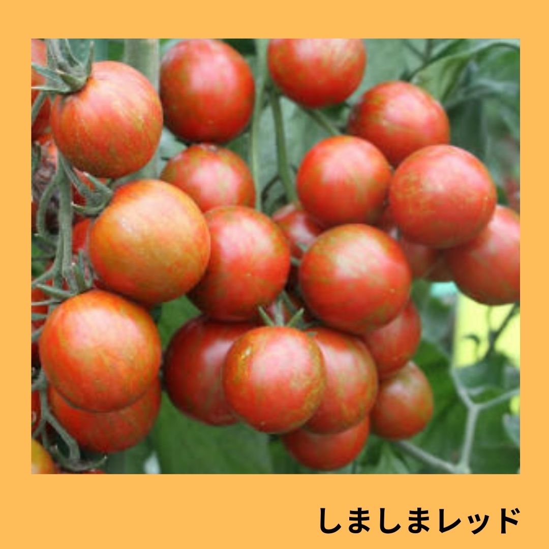 縞々しま 製品情報 | ヨシムラジャパン