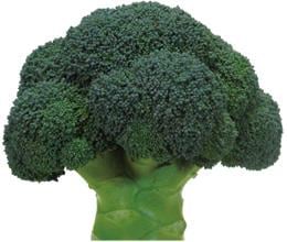 �Ȥ⤨�ʥ֥��꡼�ɡ�