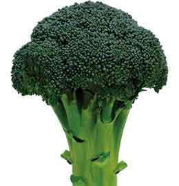 �������ʥ֥��꡼�ɡ�