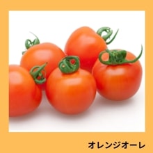 ����󥸥�����ʥ��ͥ����ġˡ�