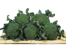 ����(����ڤ�)�ʥ֥��꡼�ɡ�