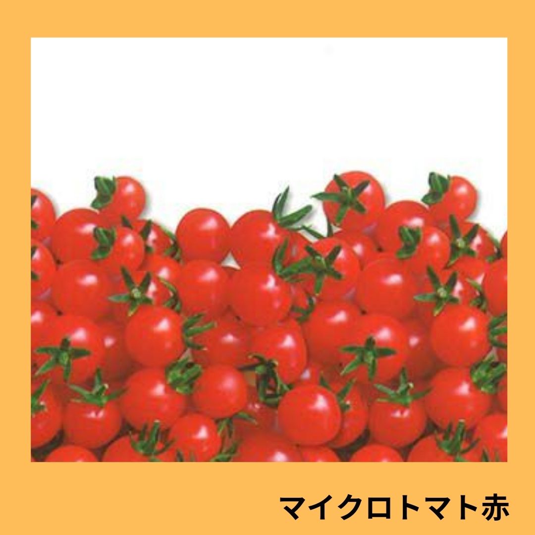 マイクロトマト赤（アサヒ農園）＊ | 野菜の種,果菜,ミニトマト