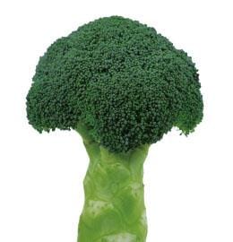 �ץ饤��ʥ֥��꡼�ɡ�