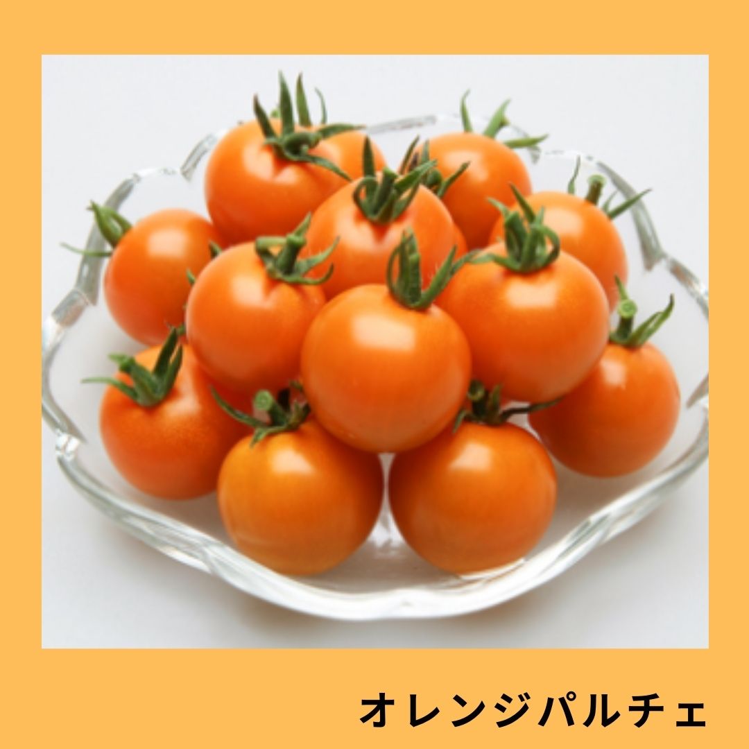 オレンジパルチェ（カネコ種苗） | 野菜の種,果菜,ミニトマト | アグリ