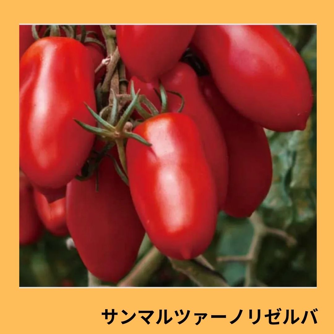 サンマルツァーノリゼルバ（サナテックシード） | 野菜の種,果菜,中玉