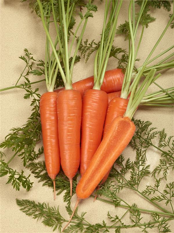 アロマ810（トーホク）＊ | 野菜の種,根菜,ニンジン | アグリブック