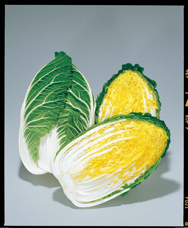 黄楽70（トーホク） | 野菜の種,葉菜,ハクサイ | アグリブック