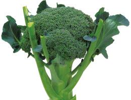 ľ��93��ʥ֥��꡼�ɡ�