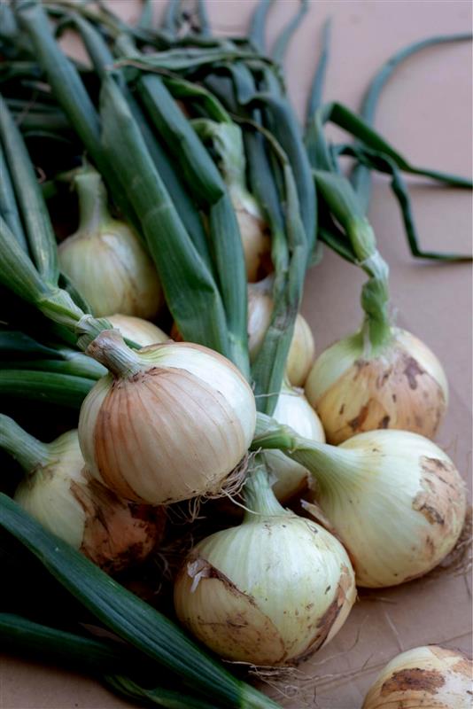 極早生 ハイパーリニア （松永種苗）＊ | 野菜の種,根菜