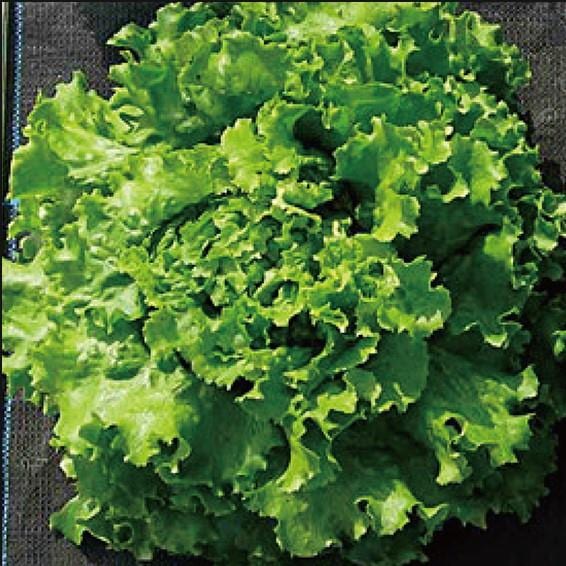 S8963�ʥ��󥸥��󥿥���ѥ��