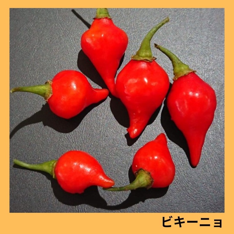 ビキーニョ（トキタ種苗）＊ | 野菜の種,果菜,シシトウガラシ | アグリ