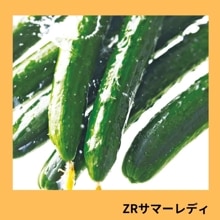 �ڣҥ��ޡ���ǥ��ʵ�α�Ƹ��������ˡ�