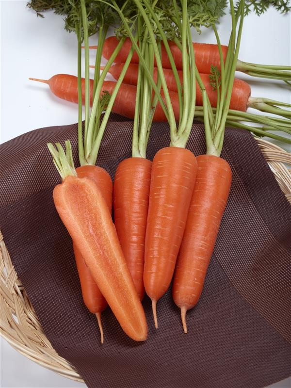 アロマ809（トーホク）＊ | 野菜の種,根菜,ニンジン | アグリブック