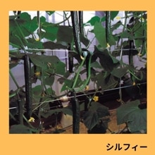 ����ե����ʵ�α�Ƹ��������ˡ�