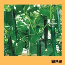 �������ʵ�α�Ƹ��������ˡ�