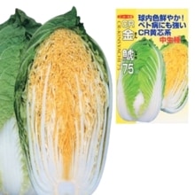 �ãҶ��ϣ����ʥʥ�ȼ��ġˡ�