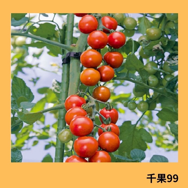 千果99（タキイ種苗） | 野菜の種,果菜,ミニトマト | アグリブック