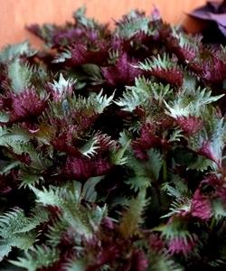 �ʸ� ˧�ᤦ���֤����ʾ��ʼ��ġˡ�