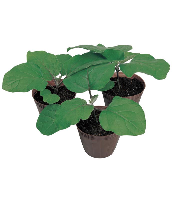 筑陽×台太郎　1本220円接木茄子の苗 台太郎／ナス苗（タキイ種苗）＊ | 野菜の種,台木,ナス用台木 | アグリ